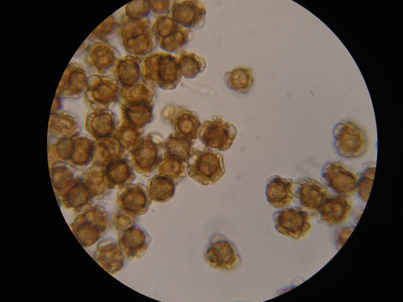 1000er Berchtes (11).jpg