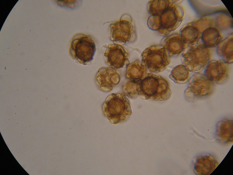 1000er Berchtes (13).jpg