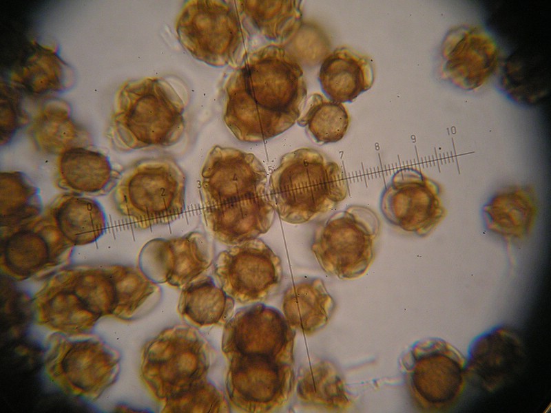 1000er Berchtes (17).jpg