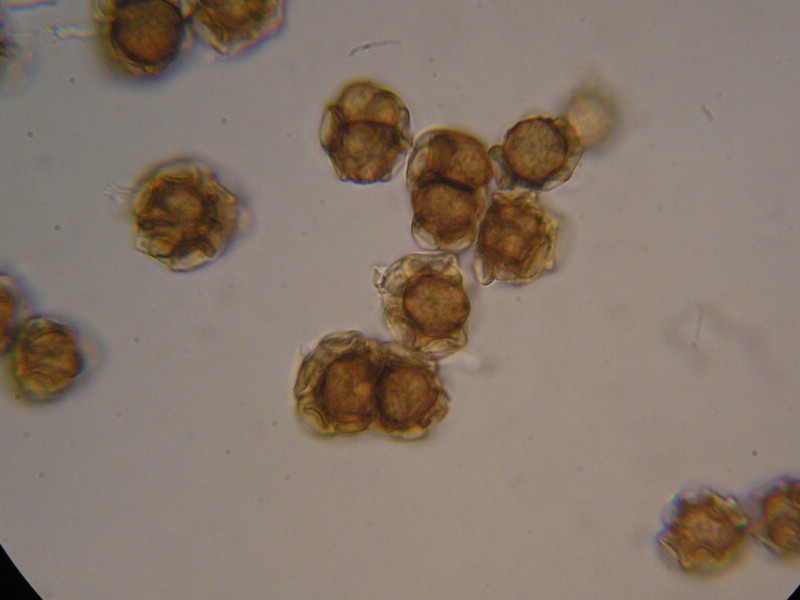 1000er Berchtes (21).jpg