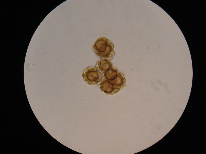 1000er Berchtes (26).jpg