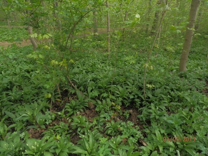 Allium ursinum_1.jpg