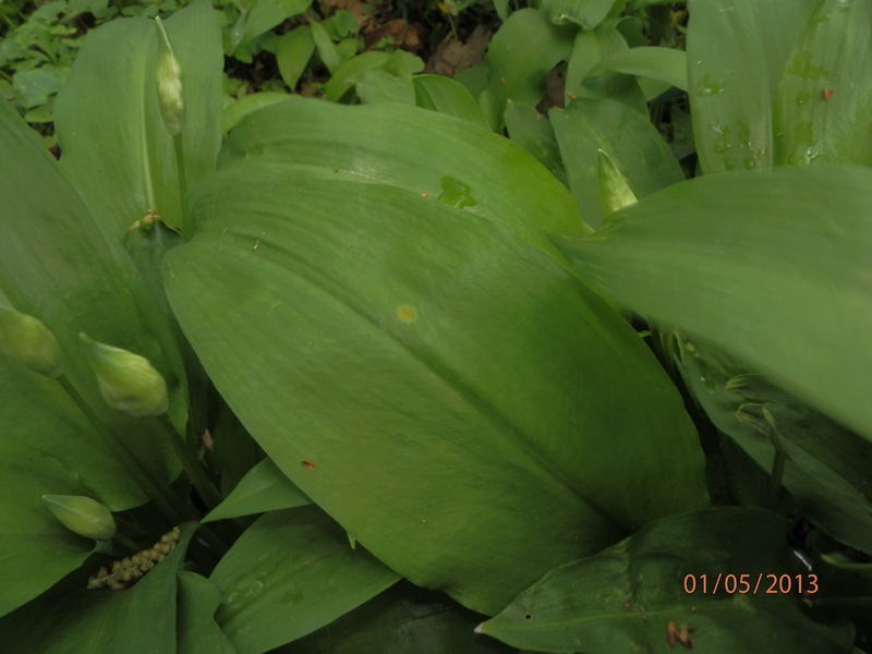 Allium ursinum_1.1.JPG