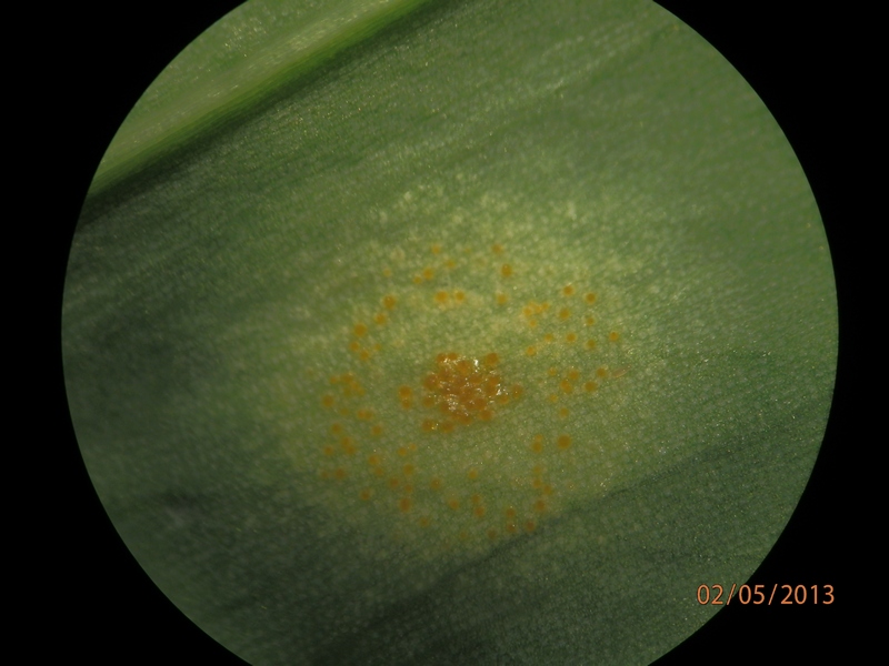 Allium ursinum_1.5.jpg