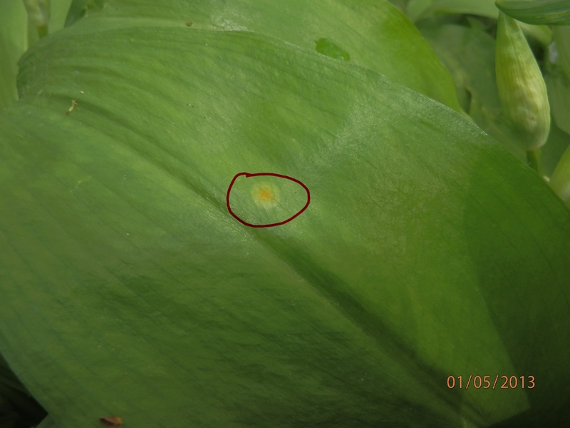 Allium ursinum_1.2.jpg