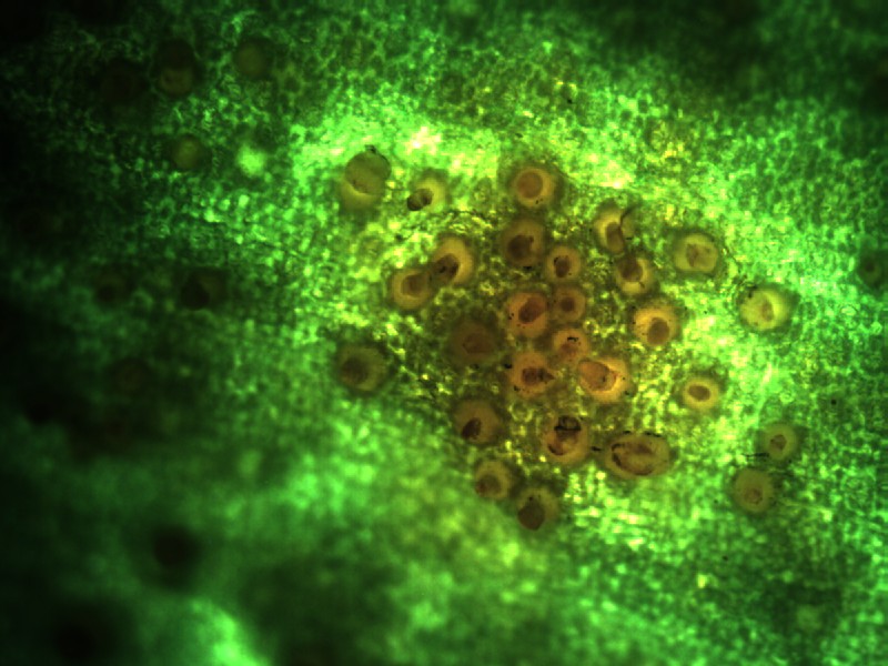 Allium ursinum_1.4.jpg