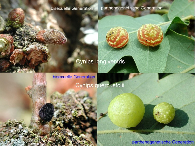 cynips.jpg