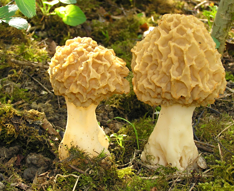 P1010332 - Kopie.JPG