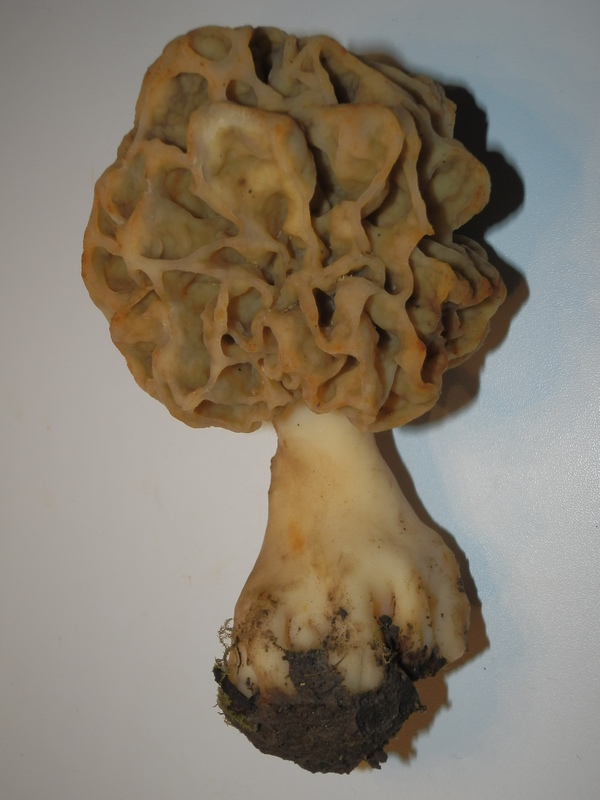 Morchella esculenta_1.1.JPG