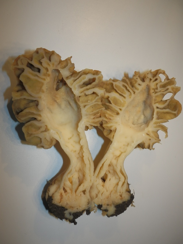 Morchella esculenta_1.2.JPG