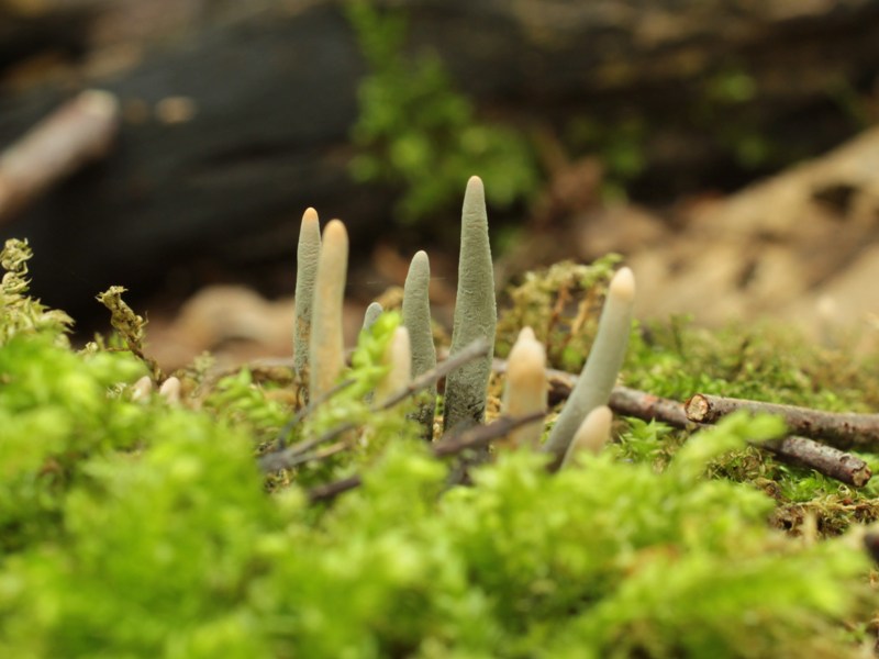 Frühling_0695.JPG