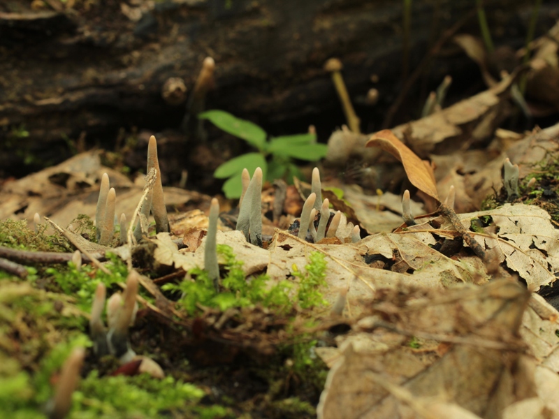 Frühling_0688.JPG
