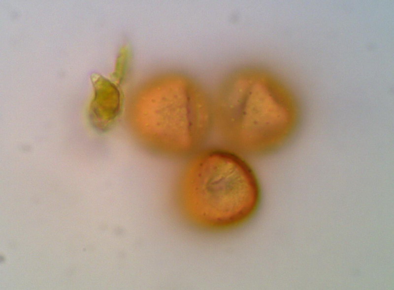 Puccinia polygoni amphibii DE 1000 01.jpg