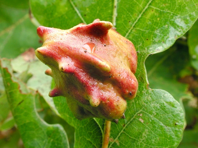 Andricus_quercuscalicis.jpg