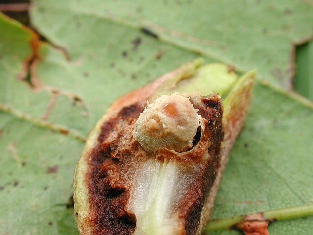 Andricus_quercuscalicis2.jpg