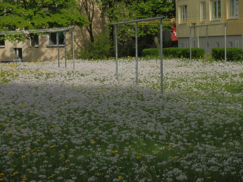 Cardamine pratensis_1  14.05.13.JPG