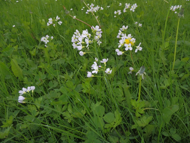 Cardamine pratensis_1.1   14.05.13.JPG