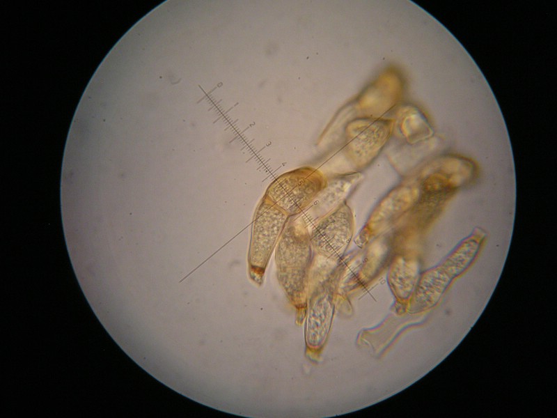 1000er Trischübel (3).jpg