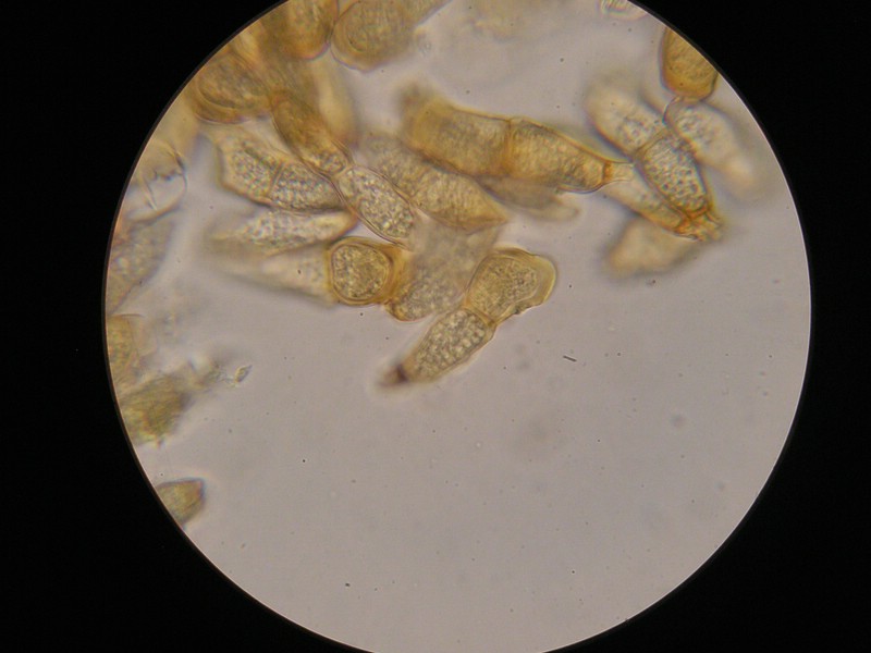 1000er Trischübel (4).jpg