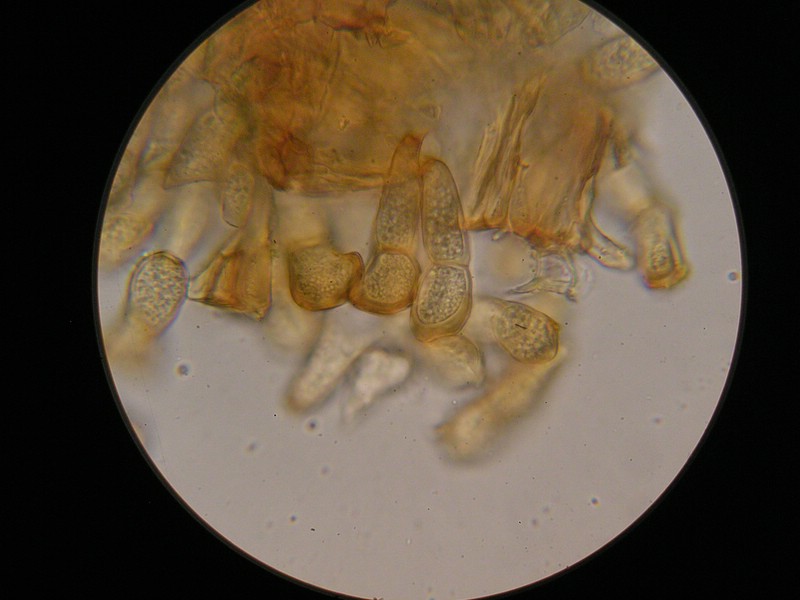 1000er Trischübel (5).jpg