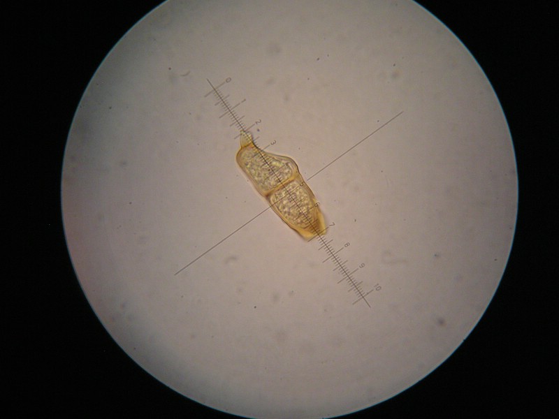 1000er Trischübel (12).jpg