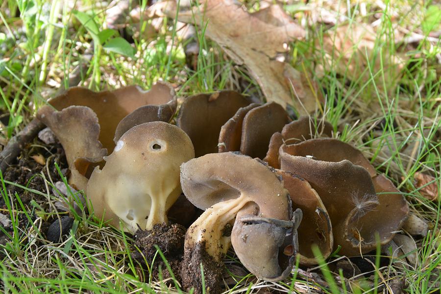 Helvella_acetabulum.jpg