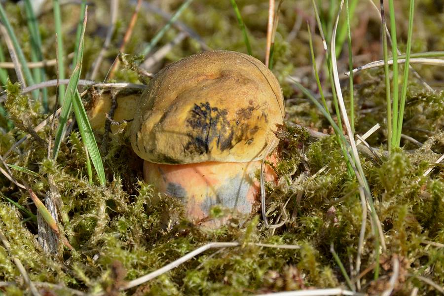 Boletus_erythropus.jpg
