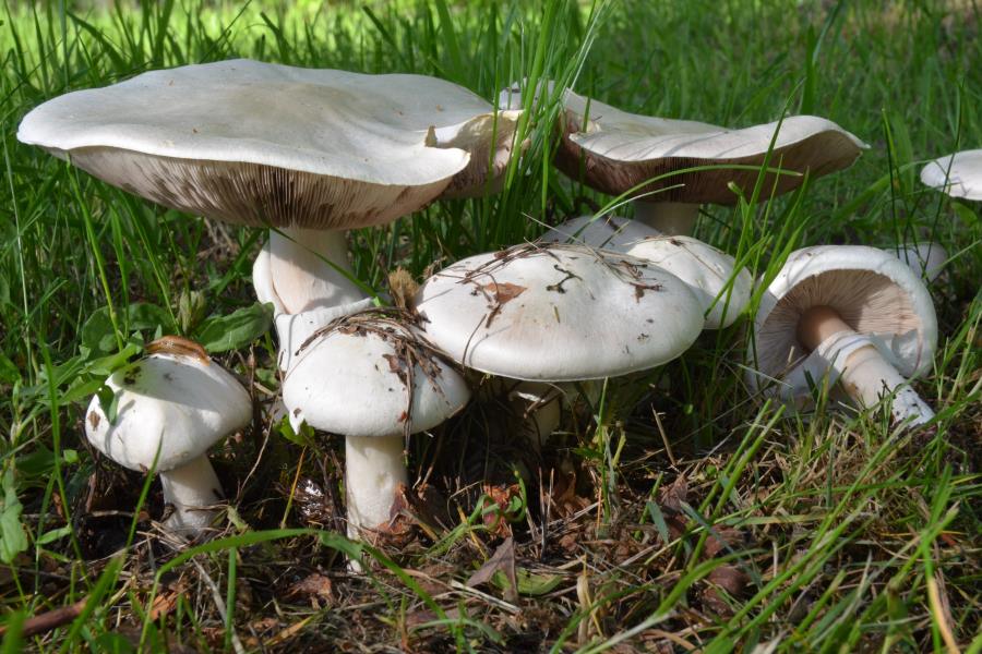Agaricus001.jpg