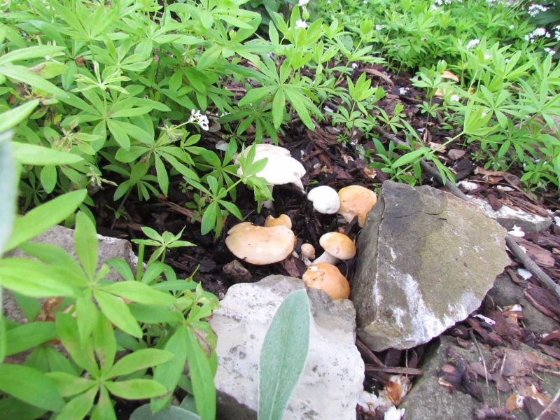 C. gambosa var. flavida-b.jpg