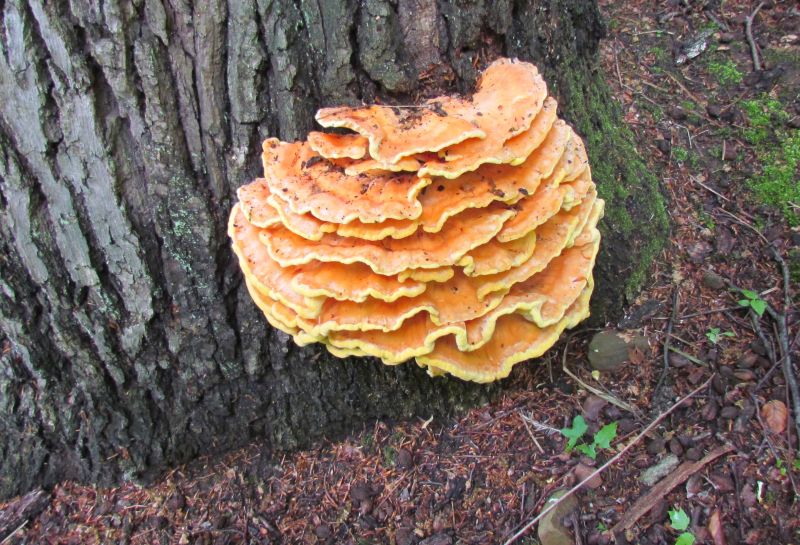 Laetiporus sulphureus.jpg