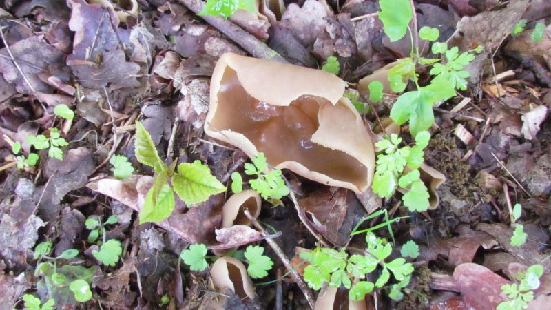 Disciotis venosa.jpg