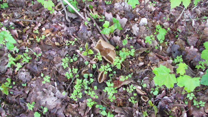 Disciotis venosa-b.jpg