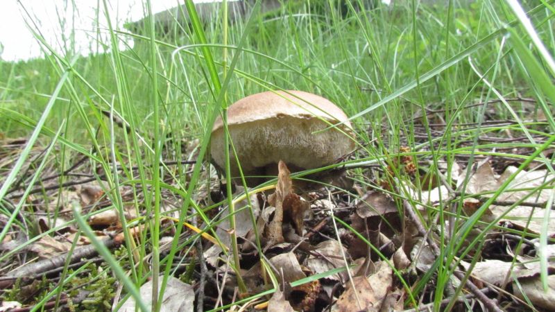 Leccinum scabrum.jpg