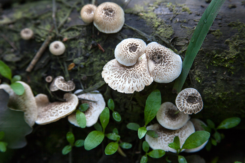 Lentinus-tigrinus.jpg