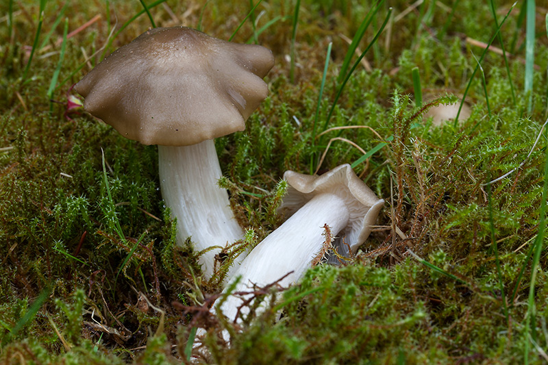 Entoloma-clypeatum_22052013.jpg