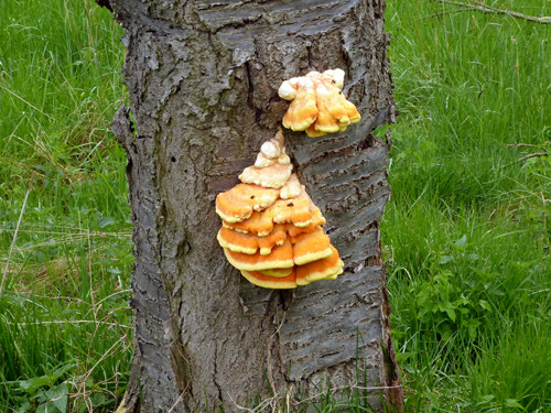 Gemeiner Schwefelporling_a01x.jpg