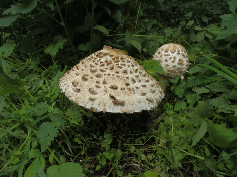 Macrolepiota spec._1.0.jpg