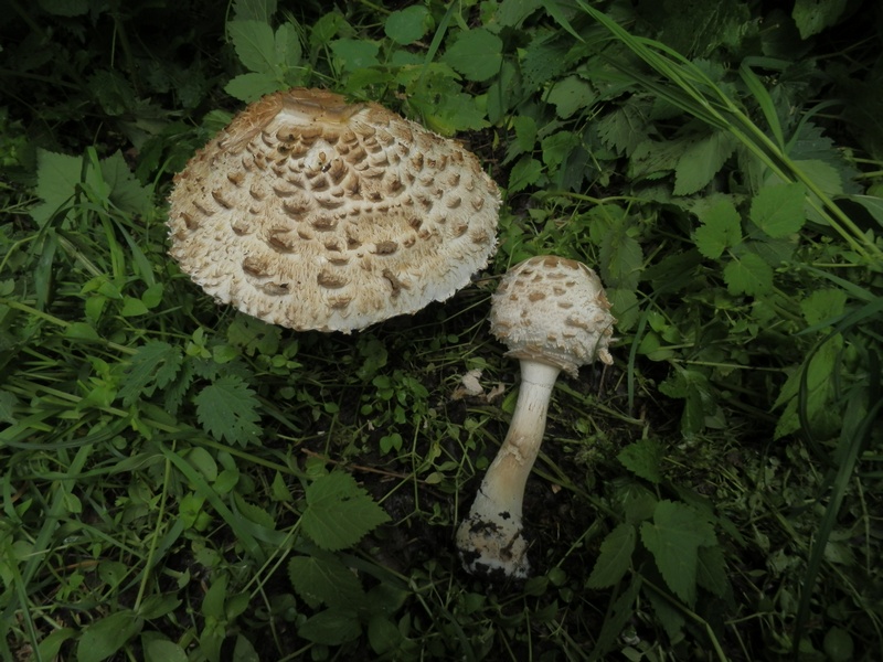 Macrolepiota spec._1.1.jpg
