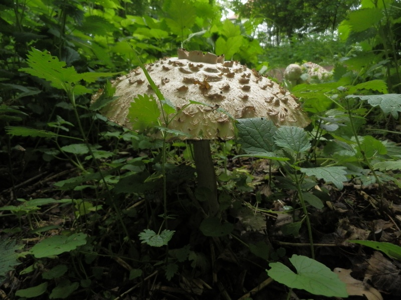 Macrolepiota spec._1.2.jpg