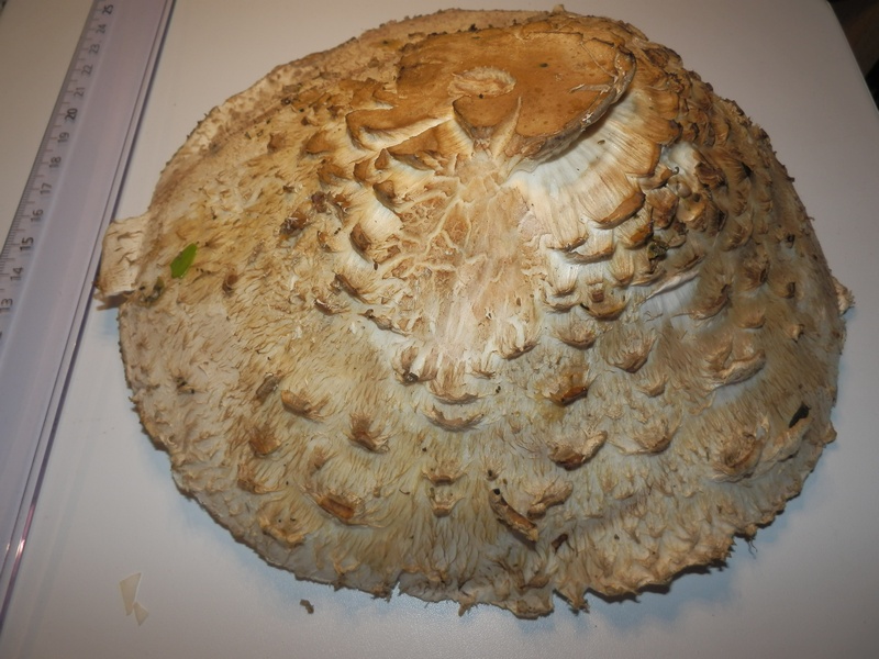 Macrolepiota spec._1.3.JPG