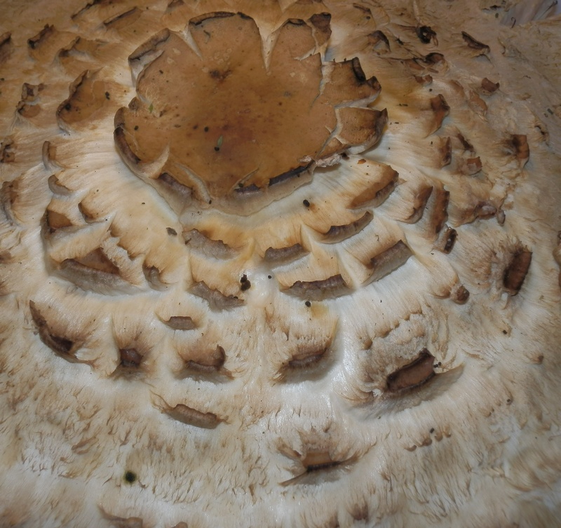 Macrolepiota spec._1.4.jpg