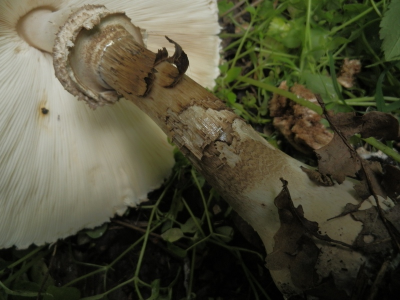 Macrolepiota spec._1.5.jpg