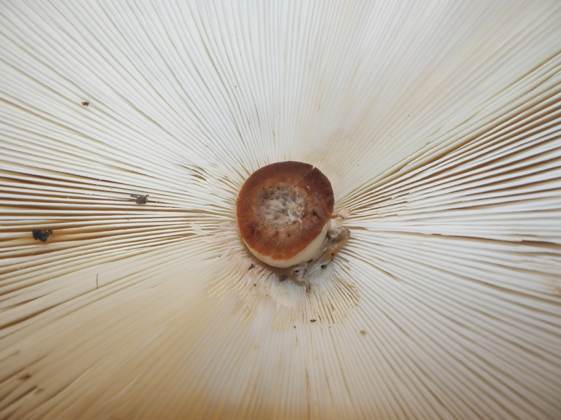 Macrolepiota spec._1.6.jpg