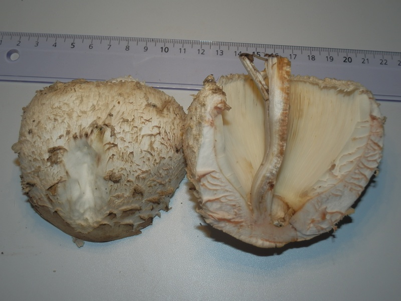 Macrolepiota spec._1.7.JPG
