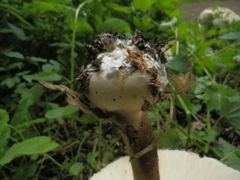 Macrolepiota spec._1.8.jpg
