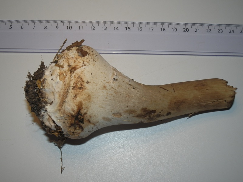 Macrolepiota spec._1.9.jpg