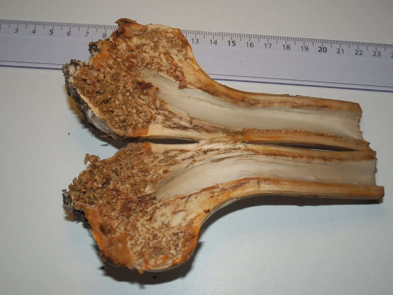 Macrolepiota spec._1.10.jpg