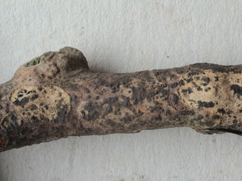 Splanchnonema platani.JPG