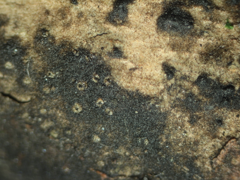 Splanchnonema platani (3).JPG