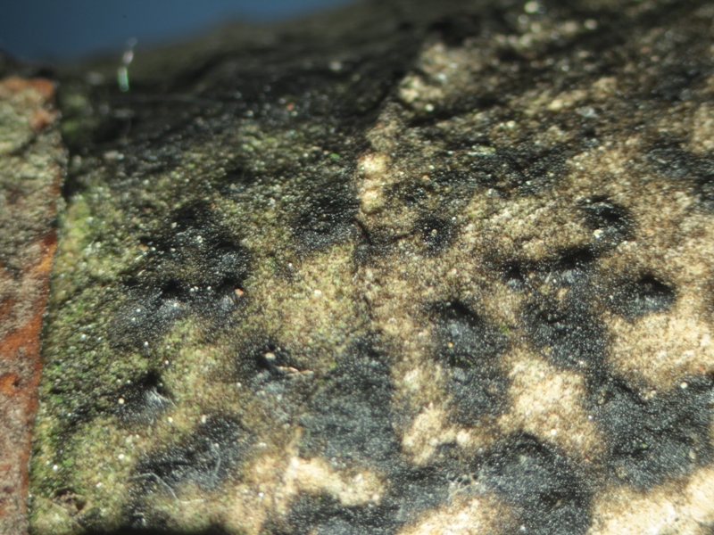 Splanchnonema platani (4).JPG